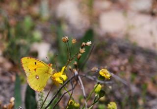 Sar Azamet (Colias croceus)