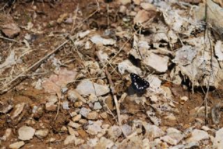 Akdeniz Hanmeli Kelebei (Limenitis reducta)