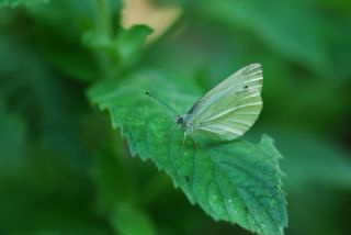 YURTDISI, Yeildamarl Beyaz  (Pieris napi)
