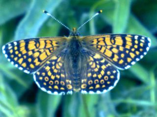 parhan (Melitaea cinxia)