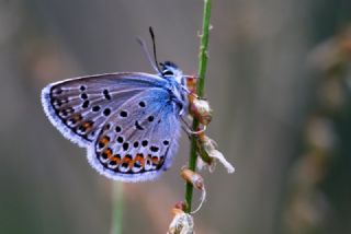 Gm Lekeli Esmergz (Plebejus argus)