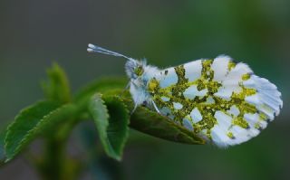 Turuncu Ssl (Anthocharis cardamines)