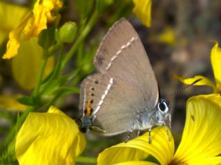 Gzel Sevbeni (Satyrium spini)