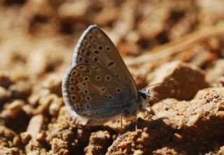 Tr almalar ([unknown genus] n/a)