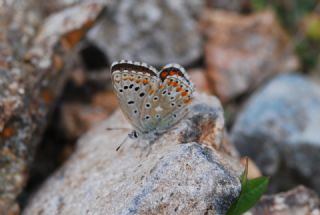 okgzl Gk Mavisi (Polyommatus bellargus)