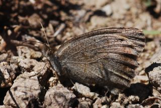 Da Yalanccads (Pseudochazara beroe)