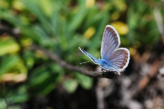 das Mavisi, Esmergz (Plebejus idas)