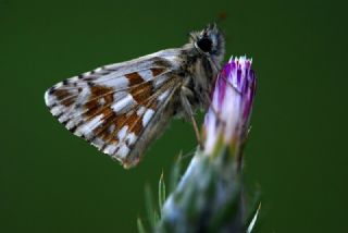 spanyol Zpzp (Pyrgus armoricanus)