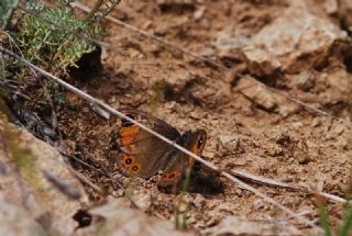 Esmerboncuk (Lasiommata maera)