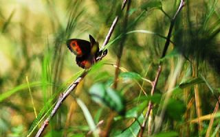 sko Gzelesmeri (Erebia aethiops)