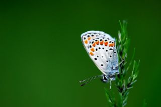 okgzl Esmer (Aricia agestis)