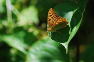 Bahadr (Argynnis pandora)
