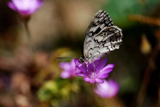 Anadolu Melikesi (Melanargia larissa)