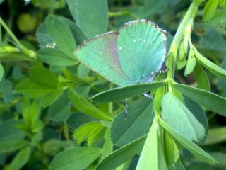 Zmrt (Callophrys rubi)