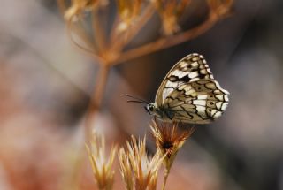 Anadolu Melikesi (Melanargia larissa)