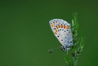 okgzl Esmer (Aricia agestis)