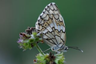 Anadolu Melikesi (Melanargia larissa)