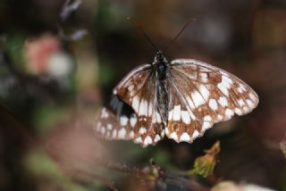 Anadolu Melikesi (Melanargia larissa)