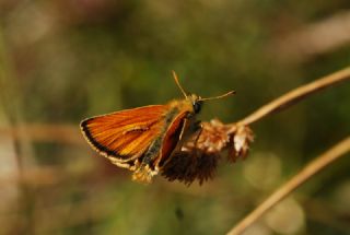 Sar Antenli Zpzp (Thymelicus sylvestris)