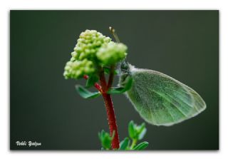 Kk Beyazmelek (Pieris rapae)