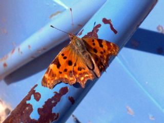 Yrtk Prtk (Polygonia c-album)