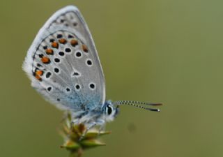 Anadolu Esmergz (Plebejus modicus)