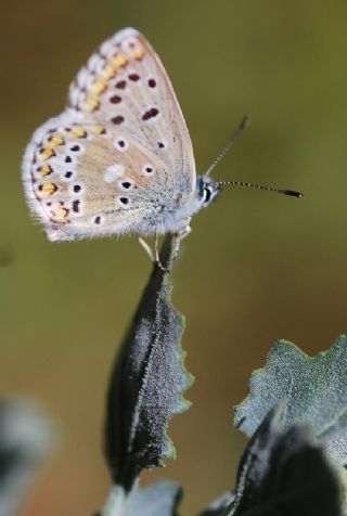 okgzl Balkan Mavisi (Aricia anteros )