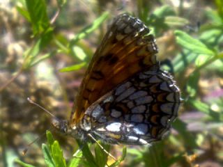 Funda parhan (Melitaea irka)
