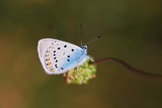 okgzl Amanda (Polyommatus amandus)