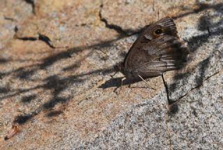 Aa Karamelei (Hipparchia statilinus)