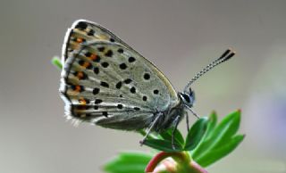 sli Bakr Gzeli (Lycaena tityrus)