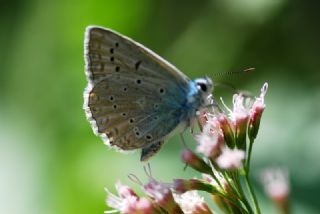 okgzl Dafnis (Polyommatus daphnis)