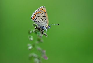 sli Bakr Gzeli (Lycaena tityrus)