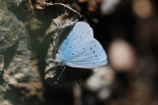 Kutsal Mavi (Celastrina argiolus)