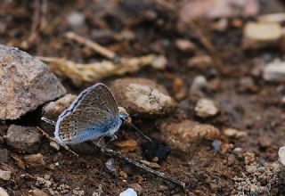 okgzl Mavi (Polyommatus icarus)
