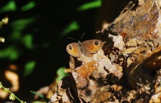 Esmerboncuk (Lasiommata maera)