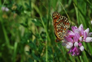 Benekli Byk parhan (Melitaea phoebe)