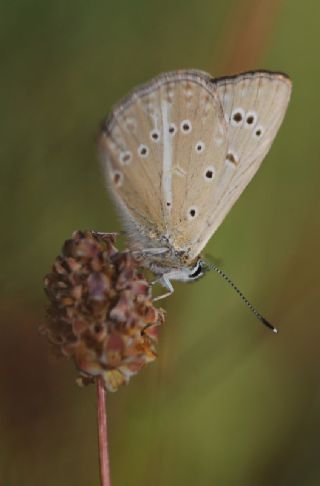 Anormal okgzl (Polyommatus admetus)