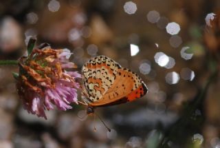 ranl parhan (Melitaea persea)