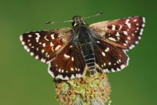 Kzl Zpzp (Spialia orbifer)