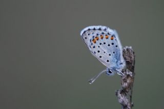 Himalaya Mavisi (Pseudophilotes vicrama)