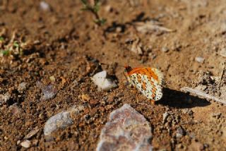 Gzel parhan (Melitaea trivia)