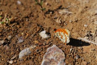 Gzel parhan (Melitaea syriaca)