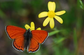 Kk Ate Gzeli (Lycaena thersamon)