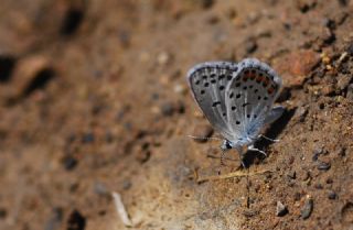 Himalaya Mavisi (Pseudophilotes vicrama)