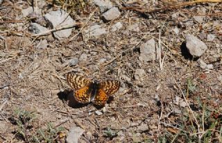 Kafkasyal parhan (Melitaea interrupta)