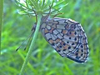 ift Noktal Brentis (Brenthis hecate)