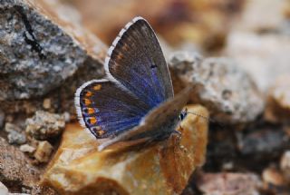 okgzl Gk Mavisi (Polyommatus bellargus)