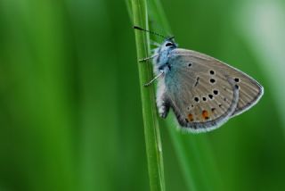 okgzl Gzel Mavi (Polyommatus bellis)