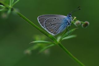 okgzl Gzel Mavi (Polyommatus bellis)